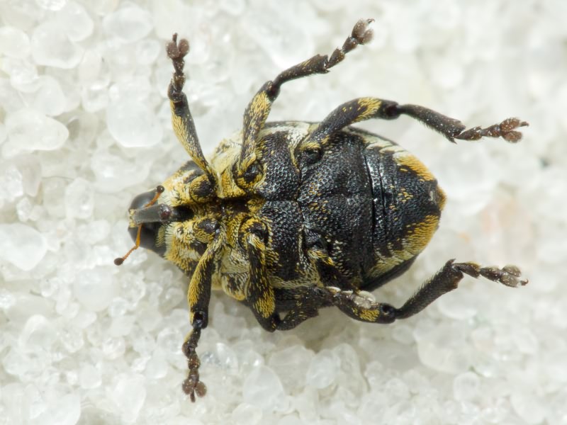 Mononychus punctumalbum (Herbst, 1784)